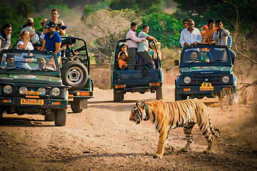 Safari vehicle on a forest trail in Ranthambore National Park