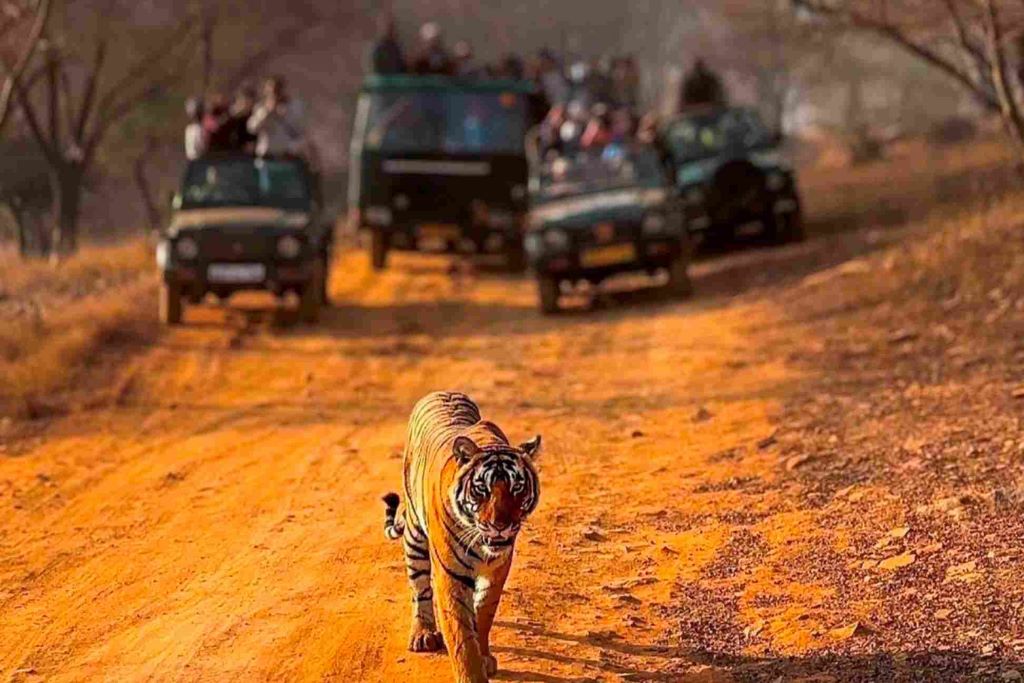 from jaipur ranthambore national park day trip with safari