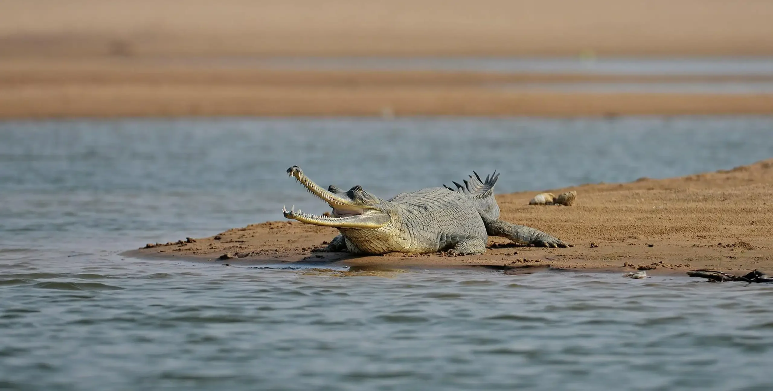 Chambal river view - Option 1