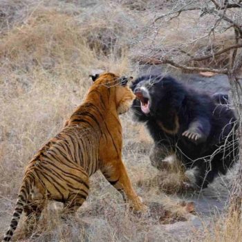 tiger vs bear tiger vs bear